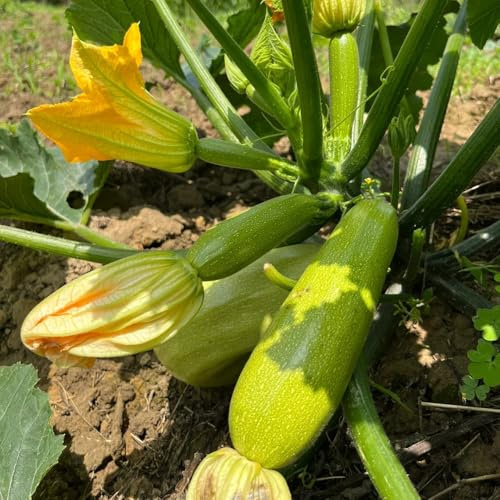 semi di zucchina, zucchina rampicanti, rare da orto, aiuola rialzata resistenti per il giardino, 50pcs