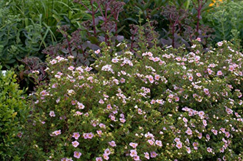 Fingerstrauch Potentilla fruticosa Rosa 10er-Set winterhart Bodendecker | 10 Pflanzen, sonnig bis halbschattig, robust, langblühend, ideal für Beet, Rabatte und Flächenbegrünung