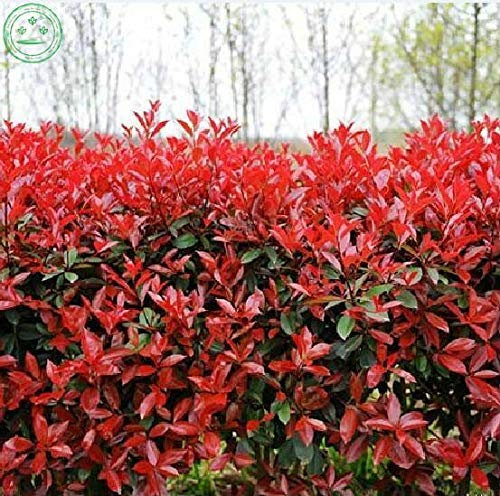 Albero di Foglie 50 Pz Turtle Monstera Semi Piante in Vaso Bonsai Photinia Red Robin