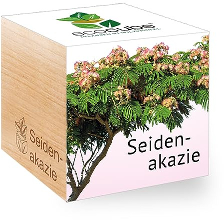 Ecocube Seidenakazie, Nachhaltige Geschenkidee (100% Eco Friendly), Grow Your Own/Anzuchtset, Pflanzen Im Holzwürfel, Made in Austria