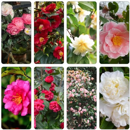 camelia resistente semi giardino perenni resistenti all'inverno semi perenni resistenti, camelie medicinali 100pcs