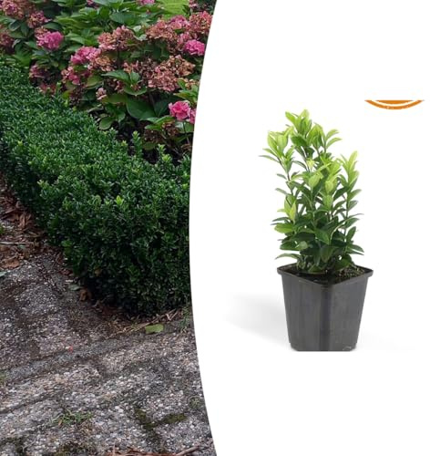 Euonymus jap. Grön spira | 24 stycken - 10-25cm - Ø9cm - Trädgårdsväxt