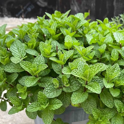 Semi di menta piperita - esotico balcone semi di per i luoghi soleggiati resistenti per giardini rocciosi giardinieri 400pcs