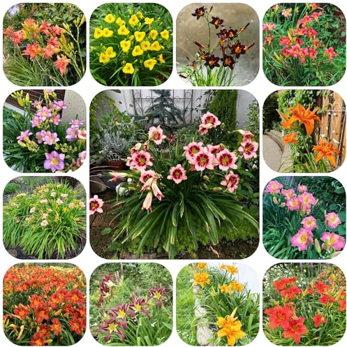 hemerocallis, de jardín balcón lirio día jardín interior interior rara silvestres exóticas oficina hoja balcón 700semillas