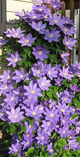 Clematis Blue,h.f. young(1 Bare Root/rhizome) Early, Large-flowered Vine