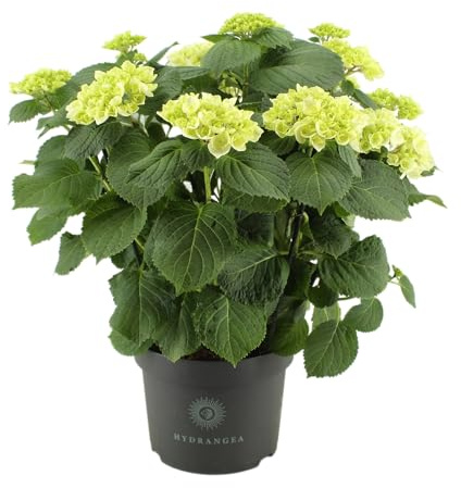 Hydrangea Blanca Natural – Planta de Exterior con Flores Grandes y Color Intenso