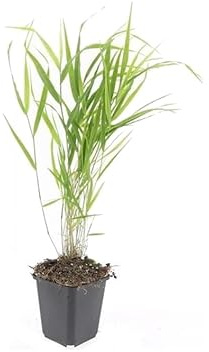 Ziergras - Japanisches Waldgras - Hakonechloa macra - 9cm Topf - Set mit 20 Pflanzen