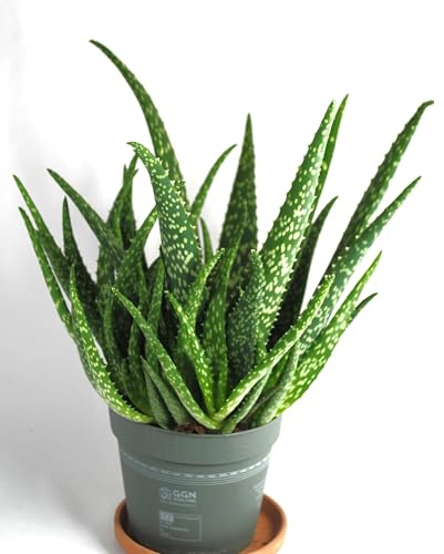 Echte Aloe Vera,medizinisch,ca.40cm, üppige Pflanzen mit Ablegern,im13er Topf (1)