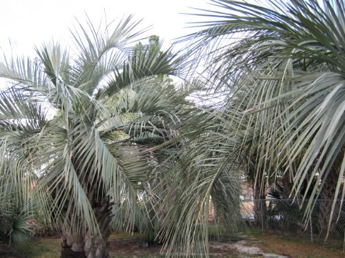 Graines De Palmier Pindo (Butia Capitata) Graines Fraîches Paquet De 100 Graines