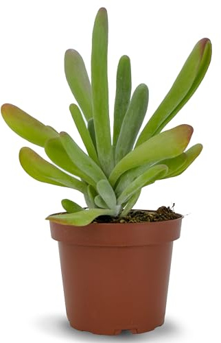 Kalanchoe Oricula Planta Natural en Maceta | Planta Suculenta Viva | Hojas Cuchariformes Verdes con Bordes Rojizos | Fácil de Cuidar | Ideal para Interior y Exterior | Kalanchoe Luciae Oricula