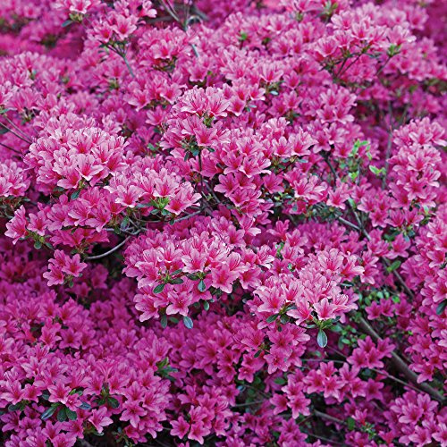 Thompson & Morgan Hardy Perennial Rhododendron ‘Amonea’ Evergreen Flowering Dwarf Shrub, Potted Garden Plants Ideal for Cottage Gardens, Patio and Containers (1 x 2 Litre Pot)