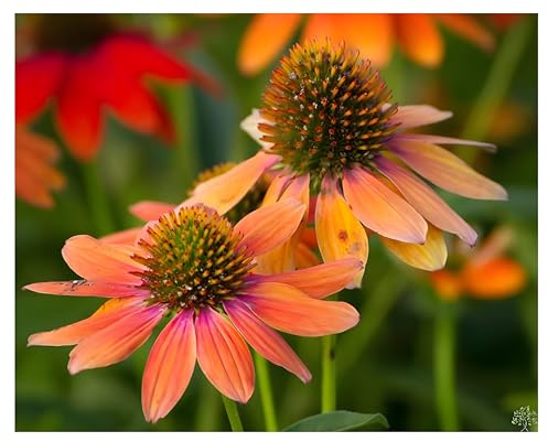 Stauden Gänge 1 x Echinacea purpurea 'Lakota Orange' winterhart | Roter Sonnenhut – winterharte Staude & Dauerblüher für Sonne, mehrjährig, bienenfreundlich, 9x9 cm Topf