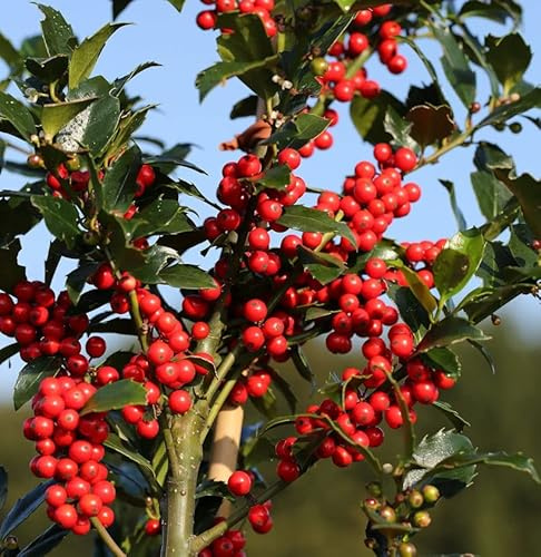Stechpalme Ilex Blue Maid 50-60cm - ilex meserveae - lebende Gartenpflanze aus den Baumschulen