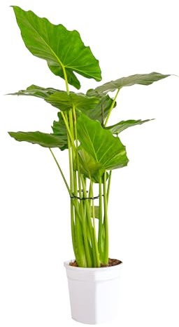 Bonplants Alocasia, Pianta Vera Tropicale, Vaso 21 cm (Calidora 80 cm)