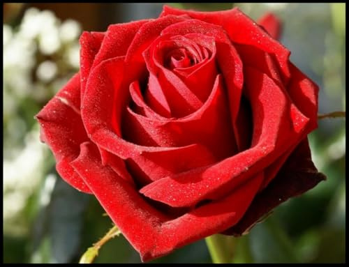 Rosales híbridos/Rizomas de rosas raras/Resistentes al frío/Decorativos/Jardín/En maceta/Fáciles de cuidar-1 Rizoma-E