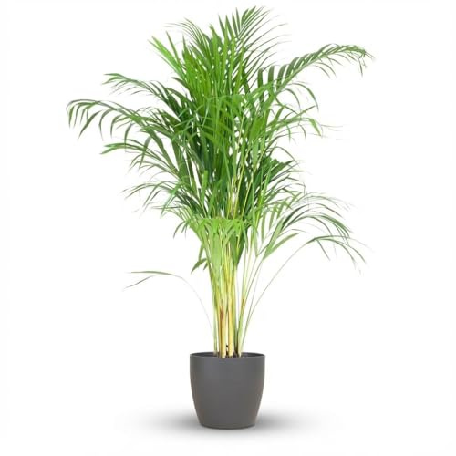 Green boutiQ - Plante d'intérieur - Palmier doré - Dypsis Lutescens Areca - Vert - Peu d'entretien - 1 Plante - avec Potter Gris - Pot 21cm - Hauteur 90-100cm