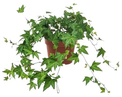 Hiedra Planta Natural y de Poco Mantenimiento para Jardín