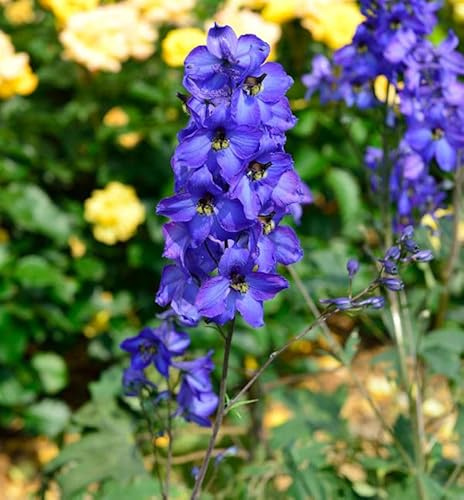 Hoher Rittersporn Waldenburg - Delphinium elatum - lebende Gartenpflanze aus den Baumschulen