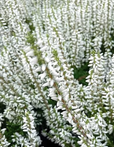 5 Stck. Knospenheide GardenGirls calluna immergrün 15-20 cm winterhart
