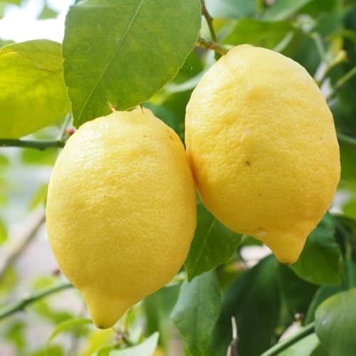 PIANTA DI LIMONE DI SORRENTO/SFUSATO AMALFITANO in vaso 24- età 3/4 anni