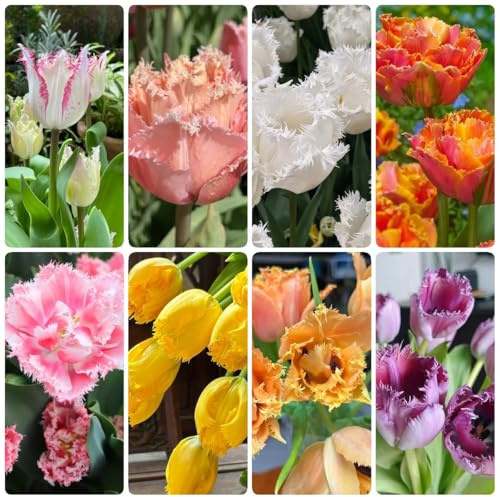 7zwiebeln tulpen, blumenzwiebeln winterhart, garten blumenzwiebeln tulpen, winterhart mehrjährig gartenpflanzen