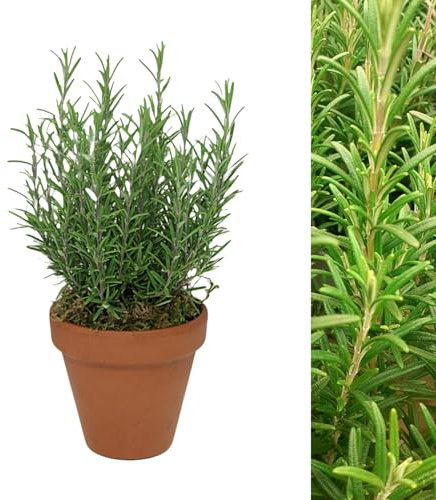 Carbeth Plants - Rosemary Herb Plant Gift in 15cm Terracotta Pot Topped with Moss - Evergreen Herb Garden Allotment Gift Set Indoor Outdoor - Easy to Care Culinary Herb Christmas Gardening Gift Idea