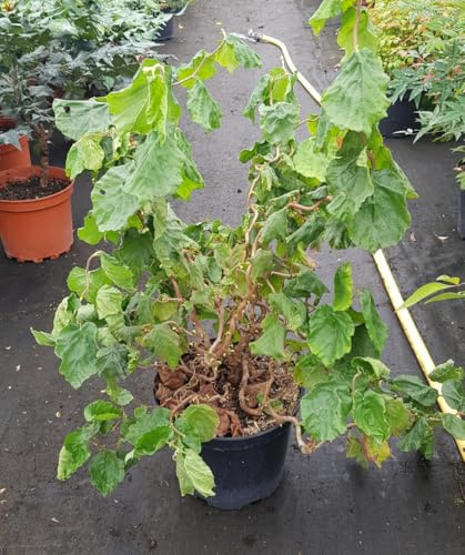 Corylus avellana MEDUSA® 'JWW9' / Noisetier tortueux nain/Conteneur de 7 à 10 litres/Touffe