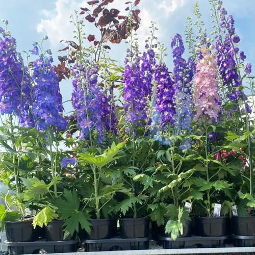 RitterspornSamen-Farbenprächtige stauden winterhart mehrjährig-Pflanzenfür draußen garten geschenk 550pcs