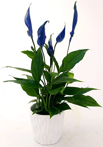 POWERS TO FLOWERS - SPATIFILLO MULTIFLORA COLOR LIFE BLU IN VASO CERAMICA BIANCO, VASO 11cm, altezza 30CM, Pianta Vera