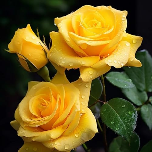 Doppelfarbige winterharte Rosen (strauchrose) - Duftende Hybride Strauchrosen-1Rhizome-E