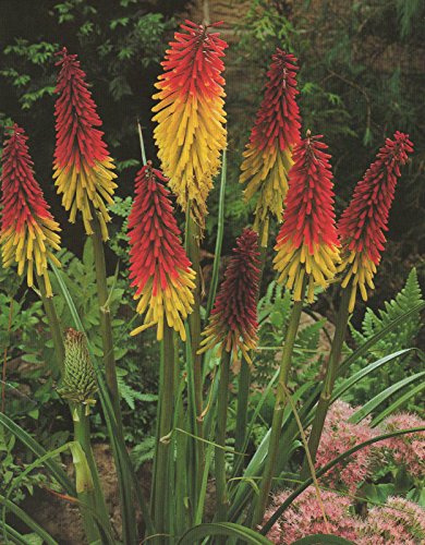Kniphofia uvaria Fackellilien5 Wurzelstöcke Winterhart Staude