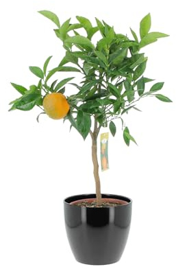 KENTIS – Zitrus-Clementine – Mandarine – Echte Fruchtpflanze – Outdoor-Pflanze für Garten, Balkon und Terrasse – H 70–80 cm Topf-Ø 20 cm