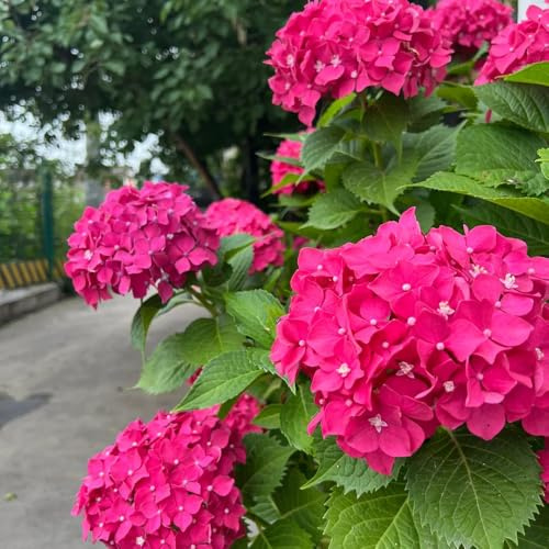semi di ortensia, decorazione da giardino per esterni semina autunnale del to serre da balcone semi di biologici balcone regali per gli amanti 65pcs