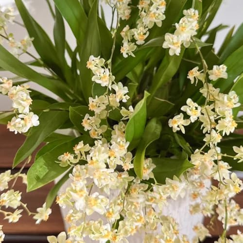 semi di orchidea oncidium perenne resistente tappezzante orchidee to giardino roccioso, 200pcs