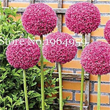 . 200 Pz RRAE Gigante Allium Giganteum Fiore, Viola Allium Organico Splendido Globemaster Fiore por la Decorazione del Giardino: b