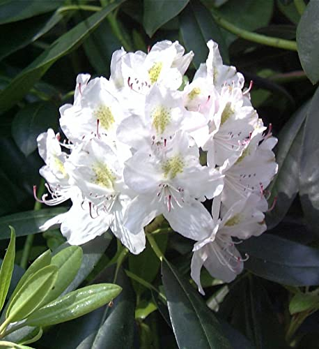 INKARHO - Großblumige Rhododendron Catawbiense Alba 25-30cm - Alpenrose - lebende Gartenpflanze aus den Baumschulen