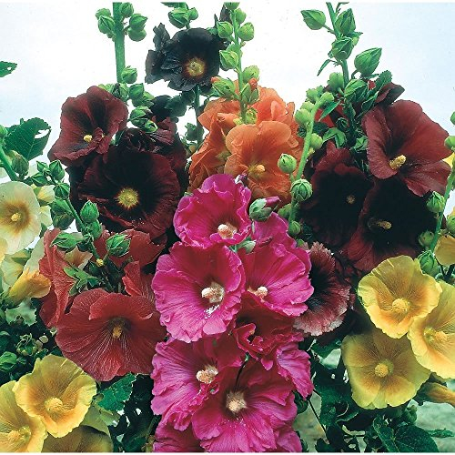Halb Stockrose, Gigante Mix Danese – seltene Biennale – 3,5 m hoch – 25 Semi