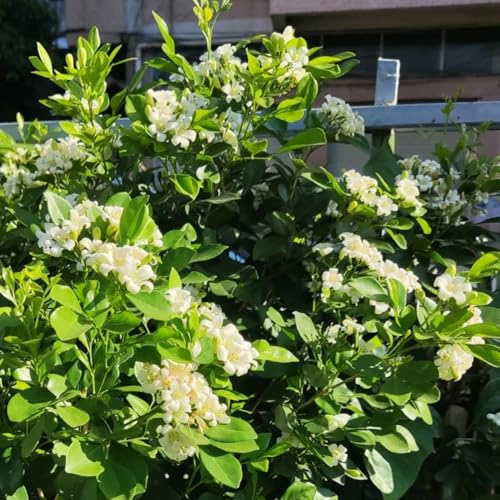 Semi di Murraya esotica, Le perenni sono Murraya panicolata, regali sostenibili da giardino 300pcs