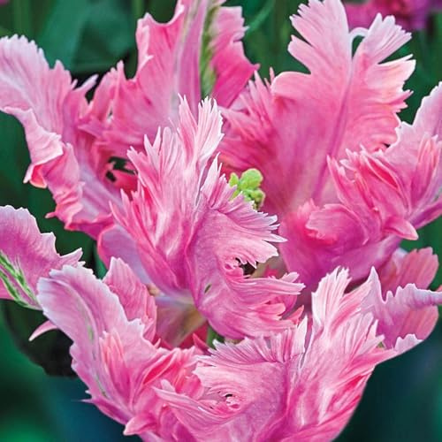 Luftreinigung, tulpen-Rhizome,Winterhart pflanzen, Blumenzwiebel,Mehrjährige Blumenzwiebel ist winterhart -5 tulpen zwiebeln-B