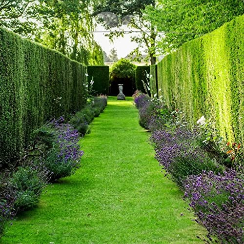 Gardline - Gemeine Eibe Taxus baccata 60-80 cm IM TOPF. Angebot: 3-200 Pflanzen. Eibenhecke - 52 St. (ca. 15 Meter)
