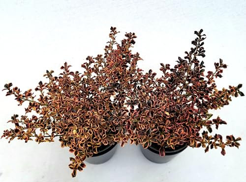 POWERS TO FLOWERS - COPROSMA ARANCIONE, 2 PIANTE, vaso 13cm diametro, piante vere
