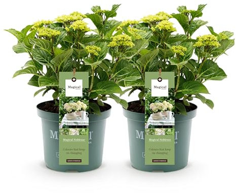 GreenboutiQ - Plante de terrasse - Hortensia - Hydrangea Magical Nobless - Blanc - 6-10 Fleurs - 2 Plantes - Pot 23cm Hauteur 55cm