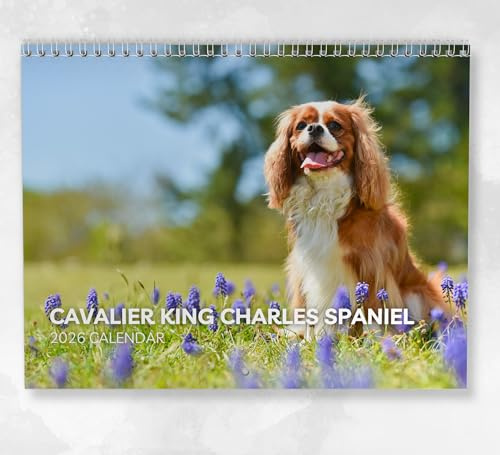 Cavalier King Charles Spaniel kalender 2026: Månatlig väggkalender med anteckningar, hängande A4-storlek, inkluderar viktiga datum och helgdagar