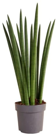 Bloomique - Sansevieria Straight - Lengua de suegra - Plantas de interior - Fácil de cuidar - 40-60 cm de altura - Maceta de 17 cm