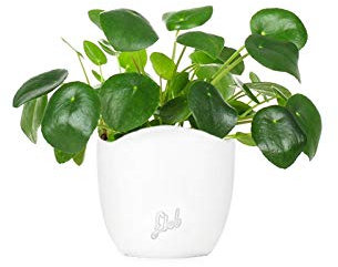 Pilea Pianta delle Monete, Altezza 25 cm, Pianta Vera, Pianta da Interno, Vaso Artigianale in Terracotta - Bianco (onda)