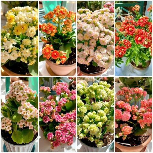 Semillas de Kalanchoe, semillas de Kalanchoe blossfeldiana, de jardín de rocas resistentes Variedades antiguas 400pcs