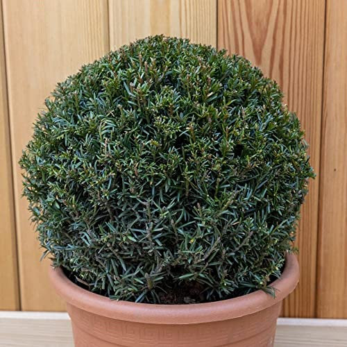 Plant Theory 30cm - 35cm Ball Fastigiata Robusta English Yew Conifer Ball Taxus Baccata Evergreen 4L Pot