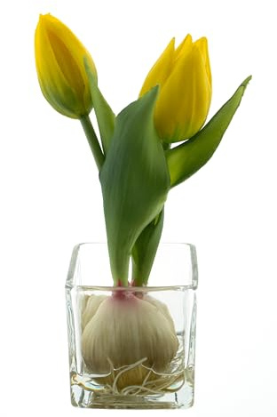 mucplants Künstliche Tulpen im Glas, Tischdekoration, ca. 19 cm Höhe, Osterdekoration, Tulpenarrangement (Gelb)