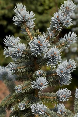 Blaufichte Picea pungens Oldenburg 275-300 cm Solitär winterhart