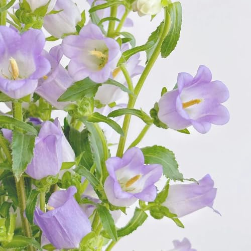 glockenblume kletterpflanzen winterhart, bio glockenblume blumensamen topfpflanzen winterharte garten blumendeko 20samen
